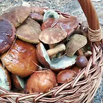 Séjour chez l'habitant Bakusiowy Zakatek Lipowo Kurkowskie