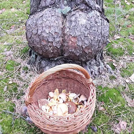 Bakusiowy Zakatek Privat bolig *